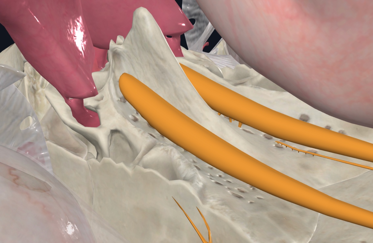 Olfactory flia passing through the cribriform plate